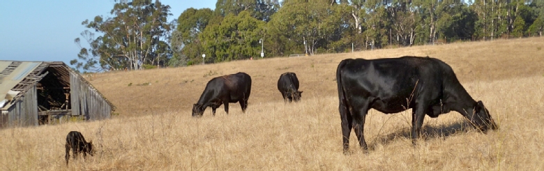 Cows in the Great Meadow